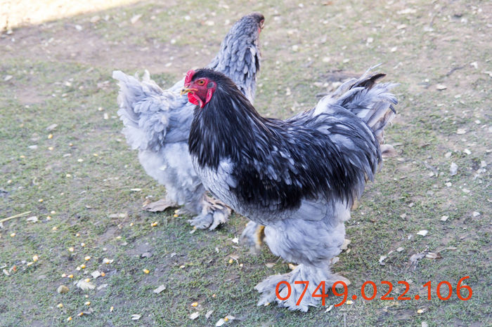 IMG_0231 - DIN FEBRUARIE 2015 VA POT OFERI PUI SI OUA DE GAINA DIN RASELE
