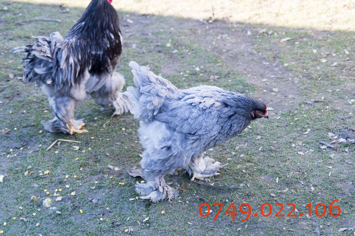 IMG_0233 - DIN FEBRUARIE 2015 VA POT OFERI PUI SI OUA DE GAINA DIN RASELE