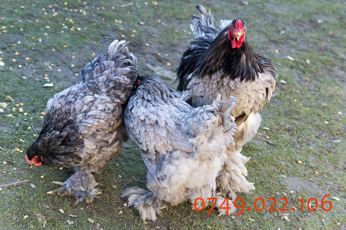 IMG_0237 - DIN FEBRUARIE 2015 VA POT OFERI PUI SI OUA DE GAINA DIN RASELE