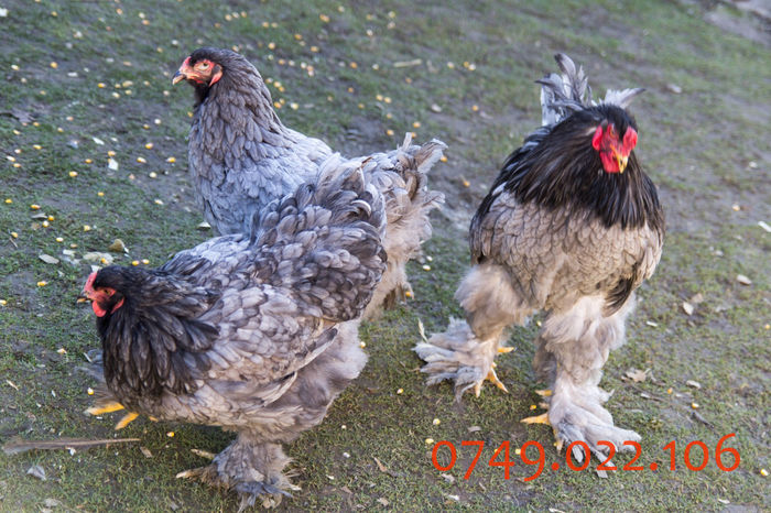 IMG_0239 - DIN FEBRUARIE 2015 VA POT OFERI PUI SI OUA DE GAINA DIN RASELE