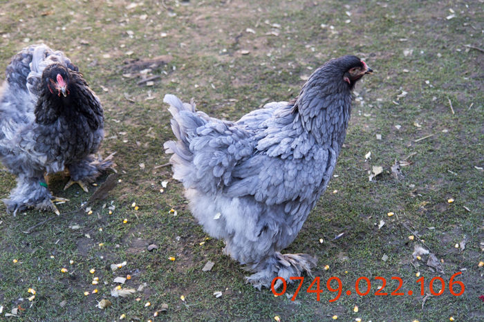 IMG_0220 - DIN FEBRUARIE 2015 VA POT OFERI PUI SI OUA DE GAINA DIN RASELE