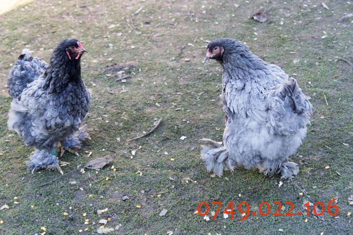 IMG_0221 - DIN FEBRUARIE 2015 VA POT OFERI PUI SI OUA DE GAINA DIN RASELE