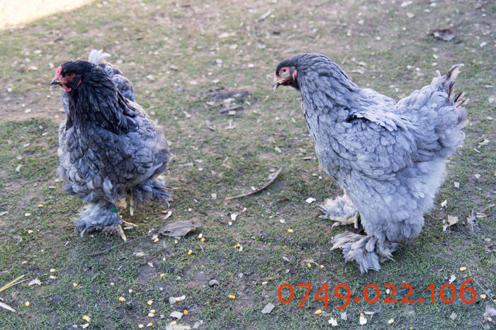 IMG_0222 - DIN FEBRUARIE 2015 VA POT OFERI PUI SI OUA DE GAINA DIN RASELE