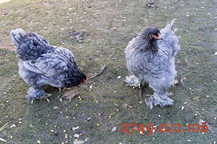 IMG_0223 - DIN FEBRUARIE 2015 VA POT OFERI PUI SI OUA DE GAINA DIN RASELE