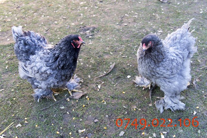 IMG_0224 - DIN FEBRUARIE 2015 VA POT OFERI PUI SI OUA DE GAINA DIN RASELE
