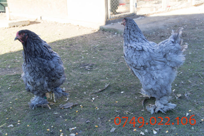 IMG_0225 - DIN FEBRUARIE 2015 VA POT OFERI PUI SI OUA DE GAINA DIN RASELE
