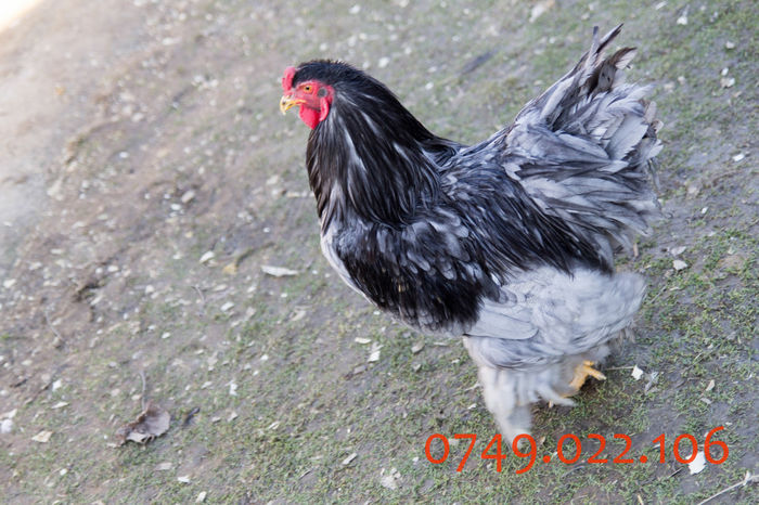 IMG_0229 - DIN FEBRUARIE 2015 VA POT OFERI PUI SI OUA DE GAINA DIN RASELE