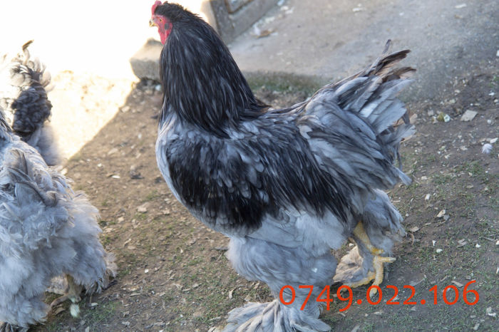 IMG_0230 - DIN FEBRUARIE 2015 VA POT OFERI PUI SI OUA DE GAINA DIN RASELE