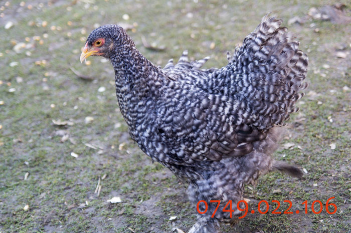 IMG_0205 - DIN FEBRUARIE 2015 VA POT OFERI PUI SI OUA DE GAINA DIN RASELE