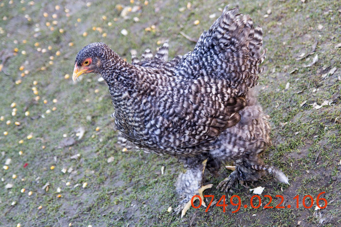 IMG_0206 - DIN FEBRUARIE 2015 VA POT OFERI PUI SI OUA DE GAINA DIN RASELE