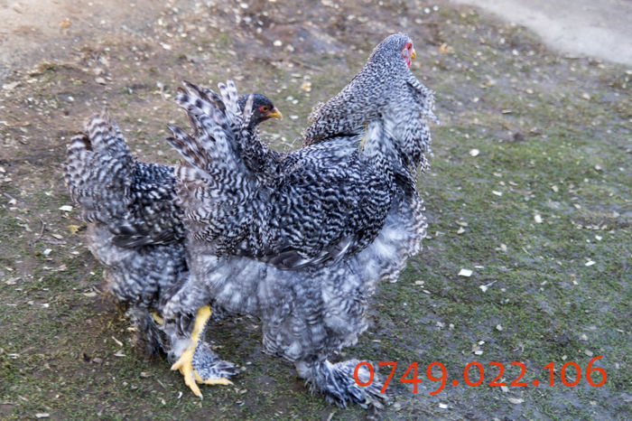 IMG_0210 - DIN FEBRUARIE 2015 VA POT OFERI PUI SI OUA DE GAINA DIN RASELE