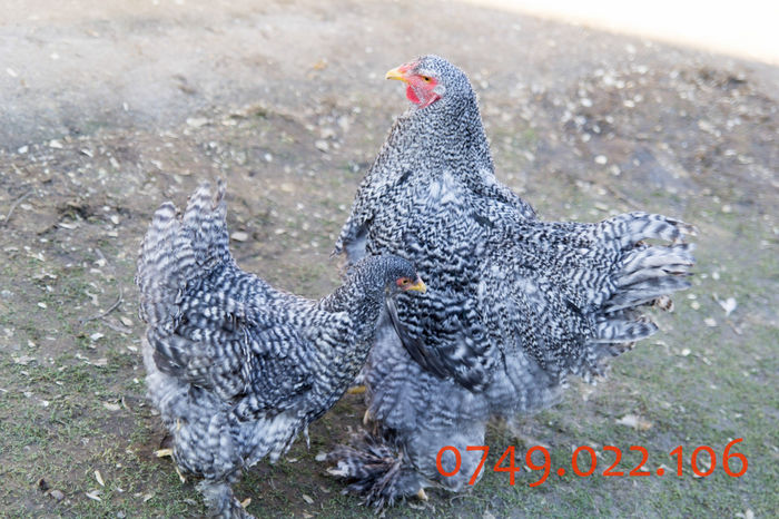 IMG_0211 - DIN FEBRUARIE 2015 VA POT OFERI PUI SI OUA DE GAINA DIN RASELE