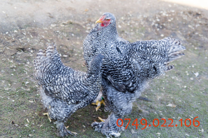 IMG_0212 - DIN FEBRUARIE 2015 VA POT OFERI PUI SI OUA DE GAINA DIN RASELE