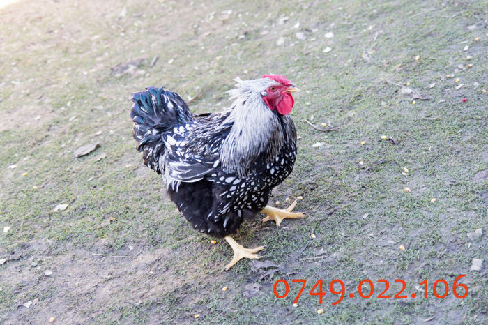 IMG_0133 - DIN FEBRUARIE 2015 VA POT OFERI PUI SI OUA DE GAINA DIN RASELE