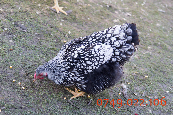 IMG_0145 - DIN FEBRUARIE 2015 VA POT OFERI PUI SI OUA DE GAINA DIN RASELE