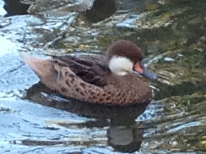  - RATE EXOTICE-exotic ducks
