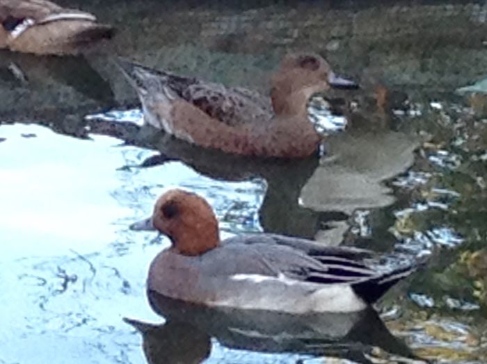  - RATE EXOTICE-exotic ducks