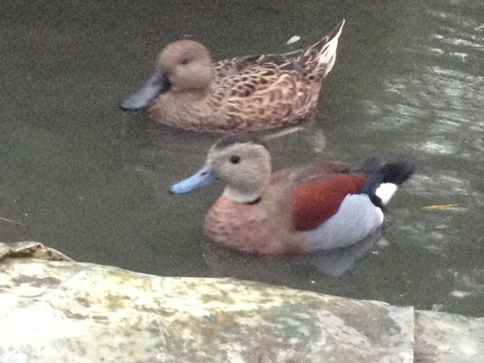  - RATE EXOTICE-exotic ducks