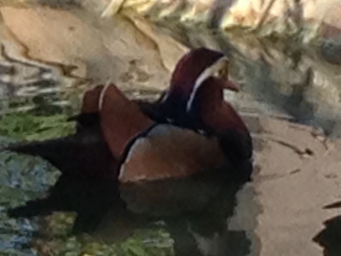  - RATE EXOTICE-exotic ducks
