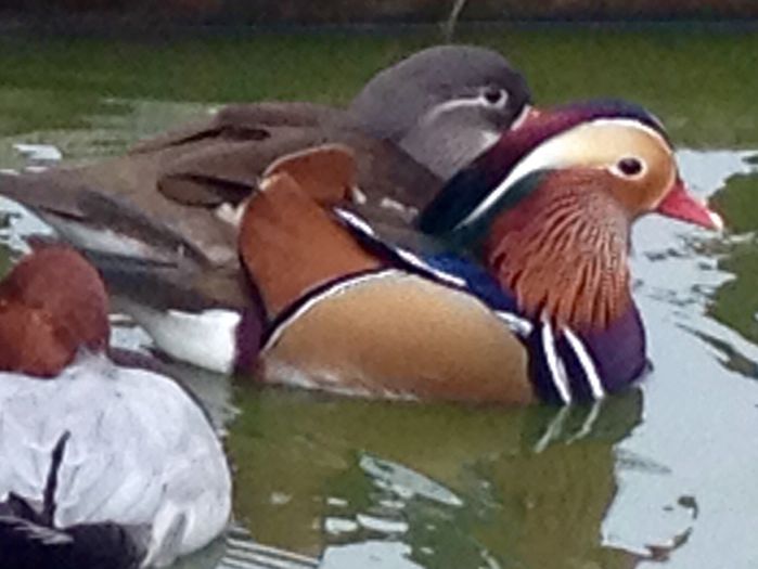  - RATE EXOTICE-exotic ducks