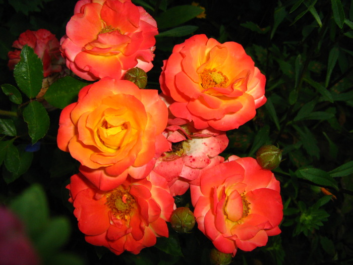 IMG_0100 - alte flori
