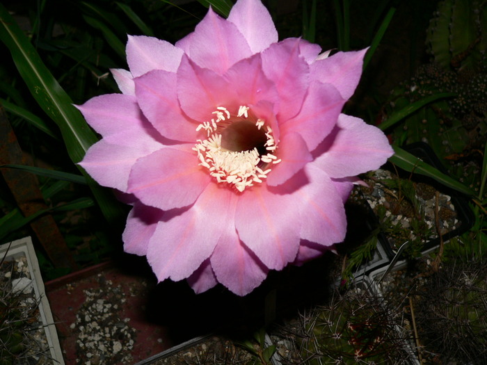 echinopsis_hb.fl.roz - genul Echinopsis