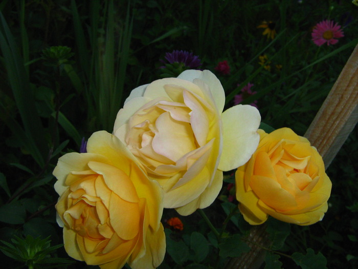 IMG_0101 - alte flori
