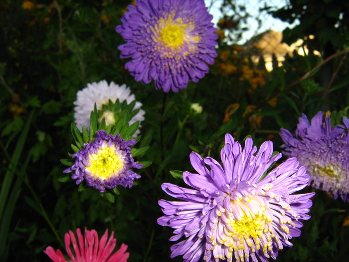 IMG_0102 - alte flori