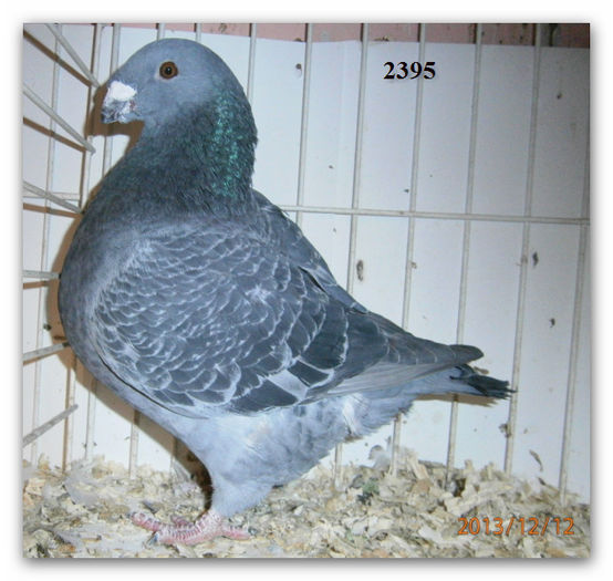 MASC 2013 H 2395 150 REZ NICK