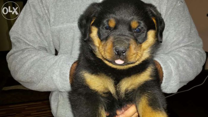 temp3 - vand pui rottweiler 2014