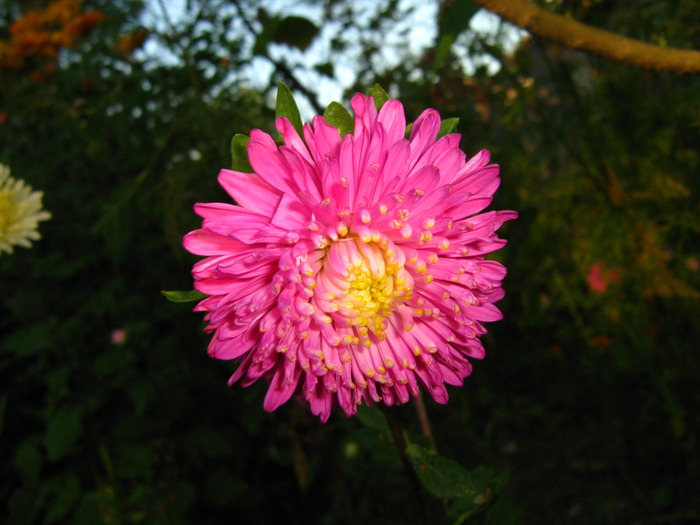 IMG_0103 - alte flori