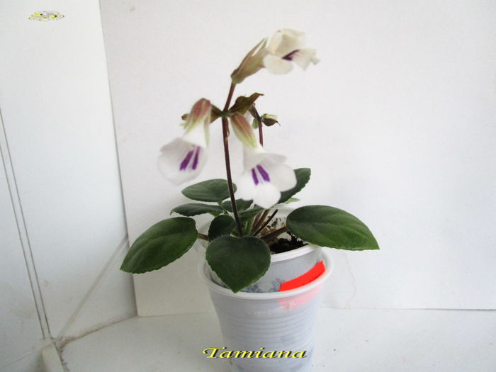 Tamiana (5-01-2015)