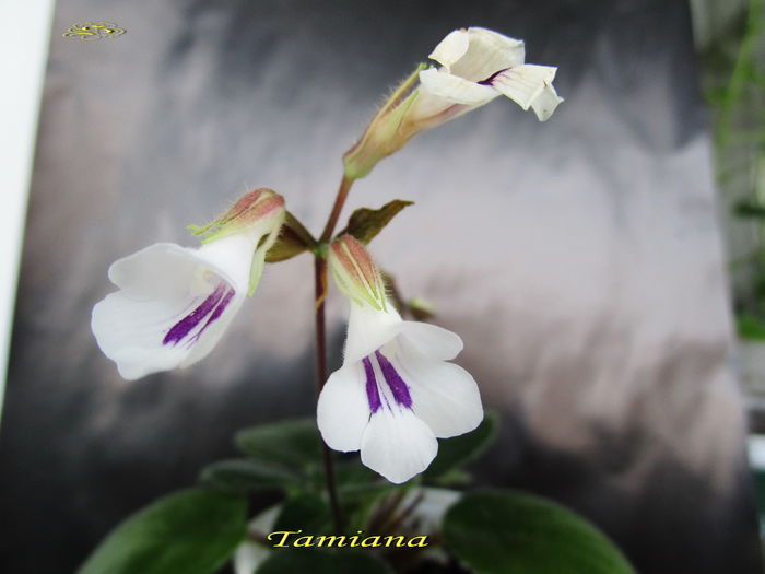Tamiana (5-01-2015) - Primuline 2015