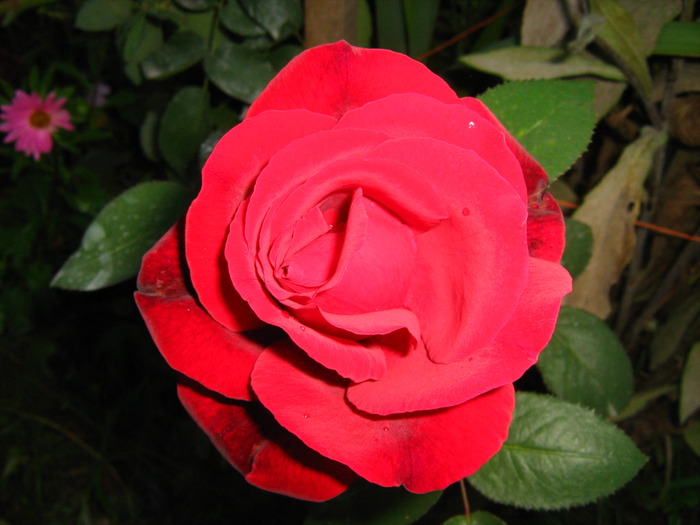 IMG_0105 - alte flori
