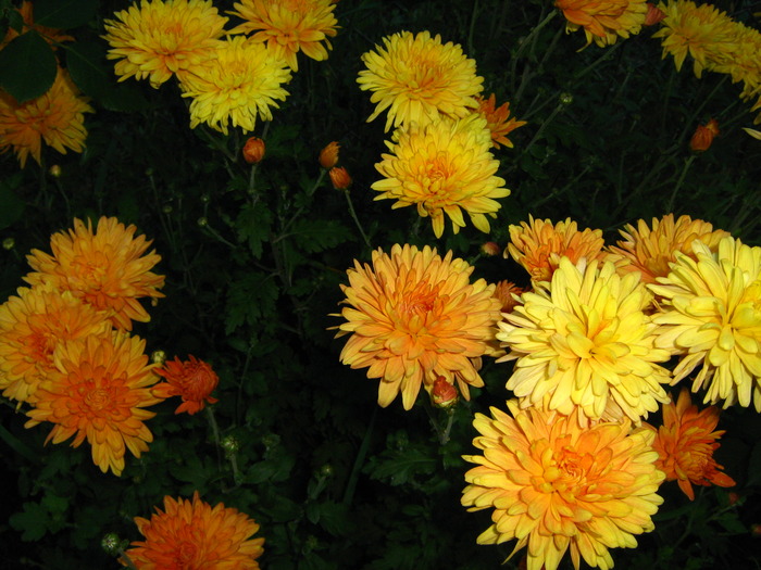 IMG_0107 - alte flori