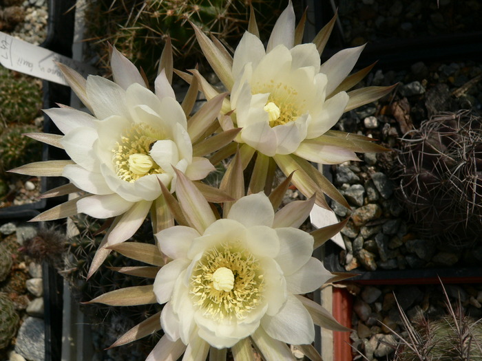 echinopsis_hb_fl - genul Echinopsis