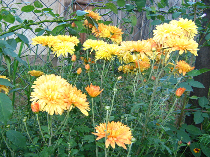 IMG_0108 - alte flori