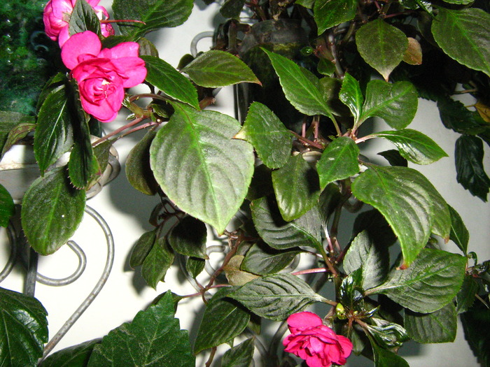 IMG_0109 - alte flori