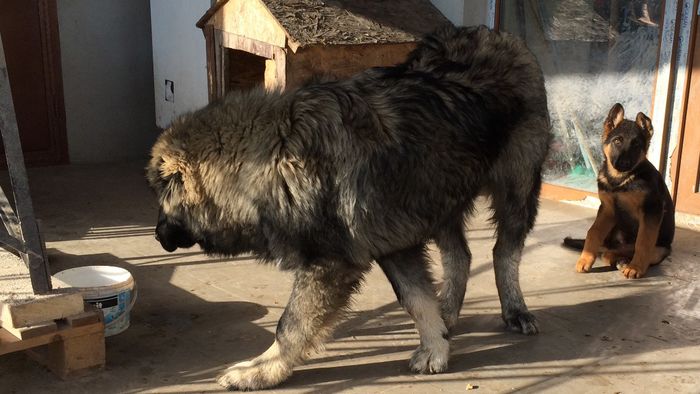 image - ZEUS-mascul 2 ani CIOBANESC CAUCAZIAN