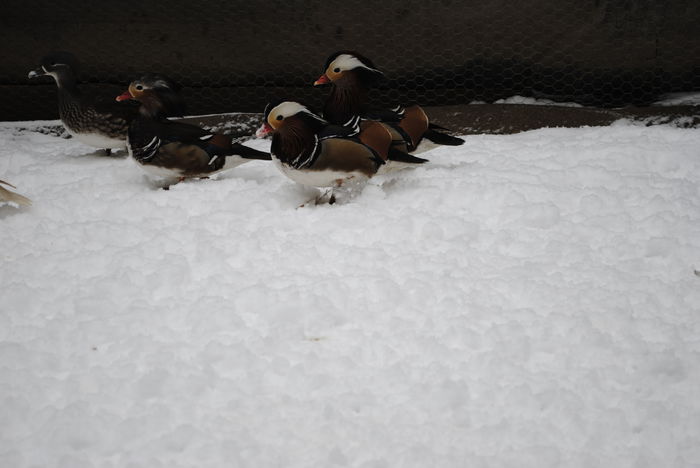 _DSC0281 - Ratuste Mandarin 2014