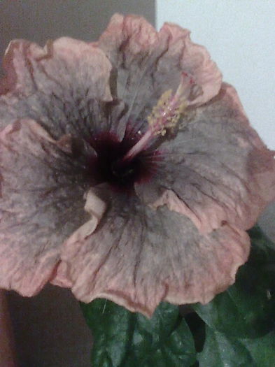 Imagine4668 - HIBISCUS