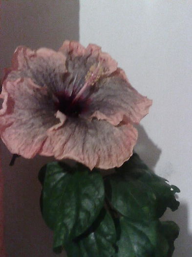Imagine4666 - HIBISCUS