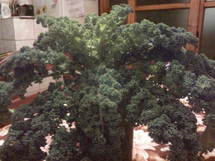 varza kale