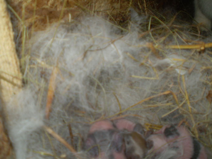 cuib 3 - pestrit pe havana, pe negru - cuiburi 2015
