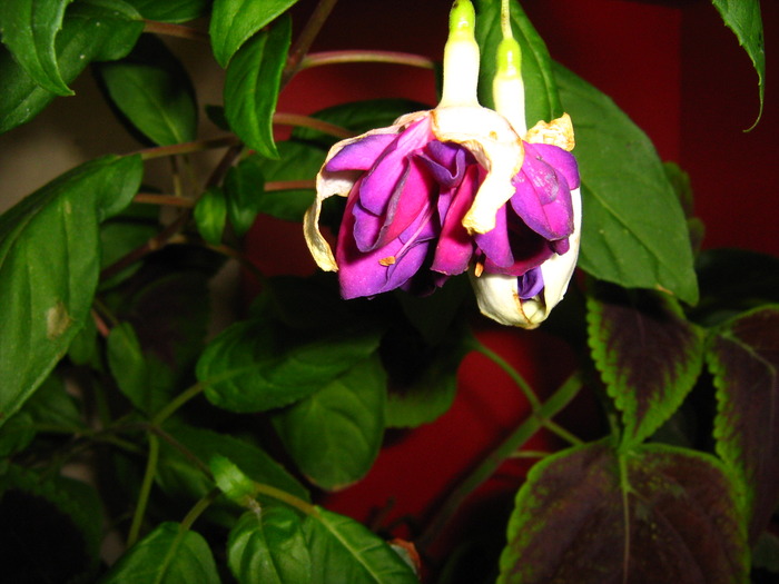 IMG_0117 - alte flori