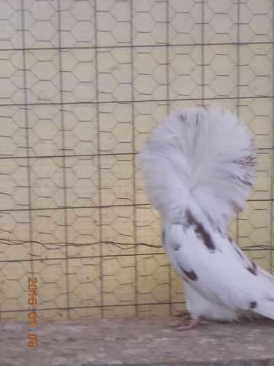 gulerati 5 ian 2015 009