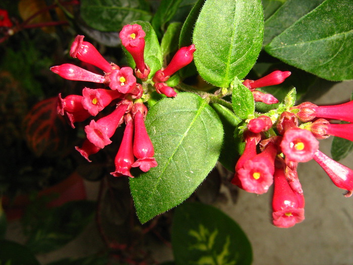 IMG_0120 - alte flori