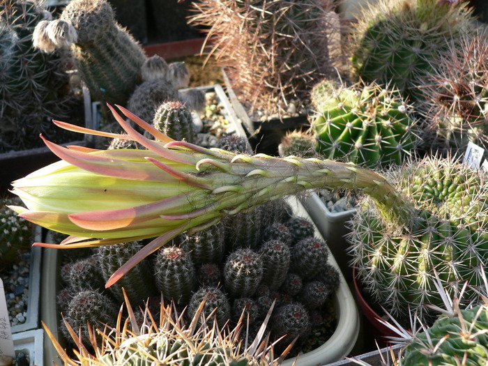 echinopsis_mammilosa_boboc - genul Echinopsis