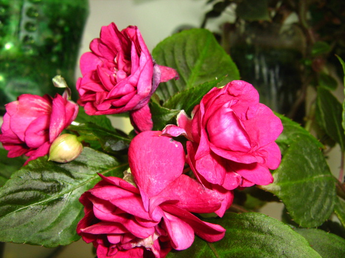 IMG_0122 - alte flori
