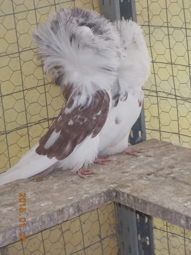 gulerati 5 ian 2015 007